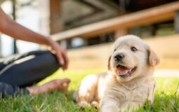 Ensuring the Well-being of Furry Companions: Is Pet Insurance Necessary?