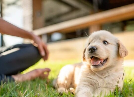 Ensuring the Well-being of Furry Companions: Is Pet Insurance Necessary?