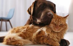 Saving on Pet Insurance: A Guide to Affordable Coverage for Your Furry Friend