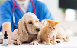 Unlocking Savings and Peace of Mind: The Economic Value of Pet Insurance