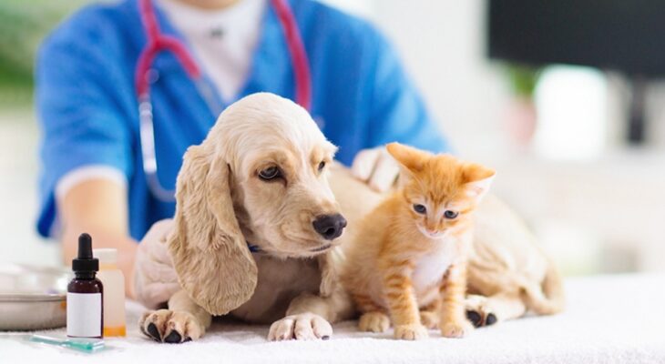 Unlocking Savings and Peace of Mind: The Economic Value of Pet Insurance