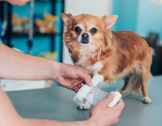 Beyond Furry Companions: Exploring Insurance Options for Unconventional Pets