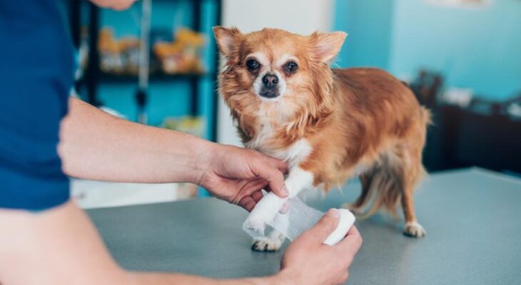 Beyond Furry Companions: Exploring Insurance Options for Unconventional Pets