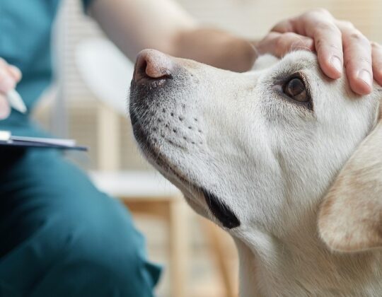 Navigating Pet Insurance: Debunking the Breed Myth in Compensation Amounts