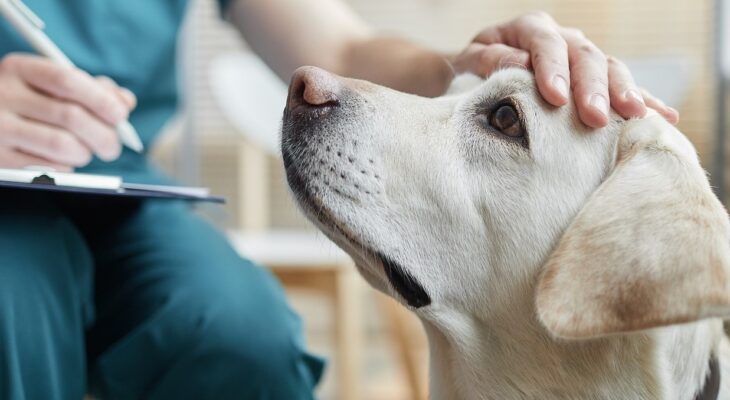 Navigating Pet Insurance: Debunking the Breed Myth in Compensation Amounts
