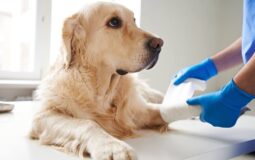 Securing Your Furry Friend’s Future: The Ideal Age to Purchase Pet Insurance